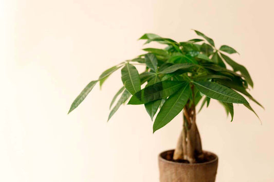 Money Tree in decorative plant pot
