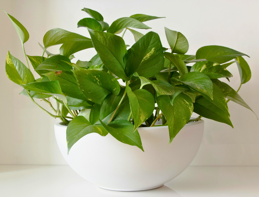 Pothos Plant in a white decorative pot | Indoor Easy Care Plant | All About Planties