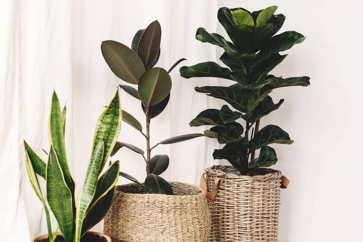 huge money tree Money Tree for Sale