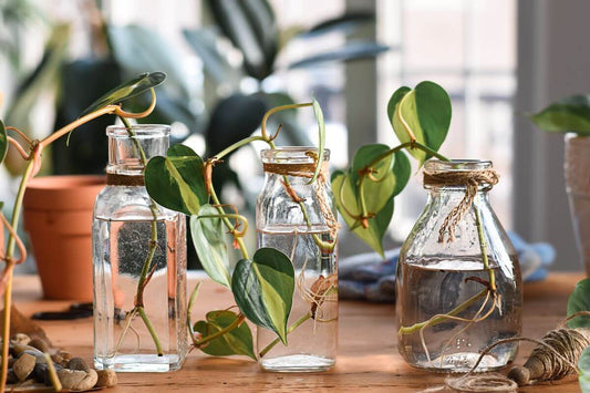 Small plant in glass pots