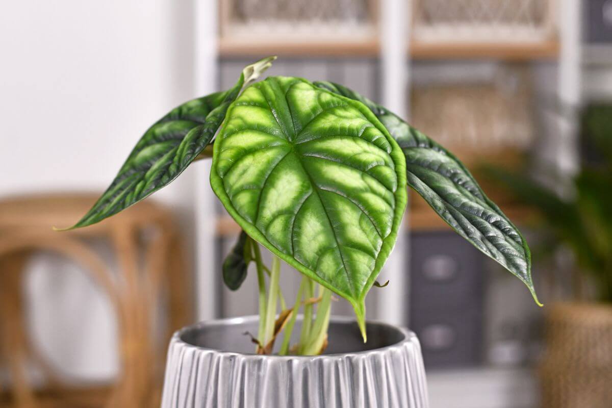 Alocasia Collection | Elephant Ear Plants | All About Planties  All About  Planties