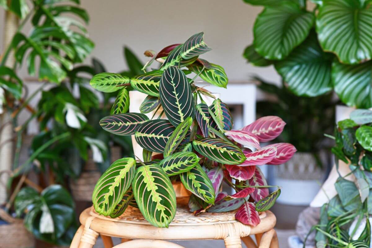 Maranta Collection | Vibrant Patterns | All About Planties – All