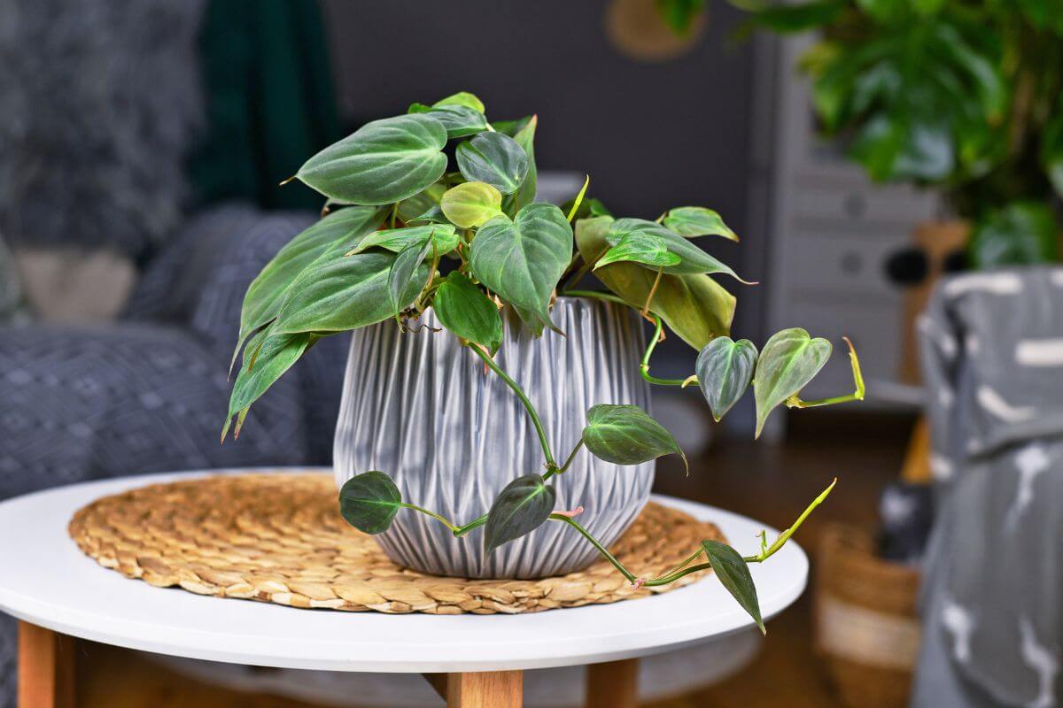 Philodendron Plants for Sale | Rare & Easy-Care | All About Planties