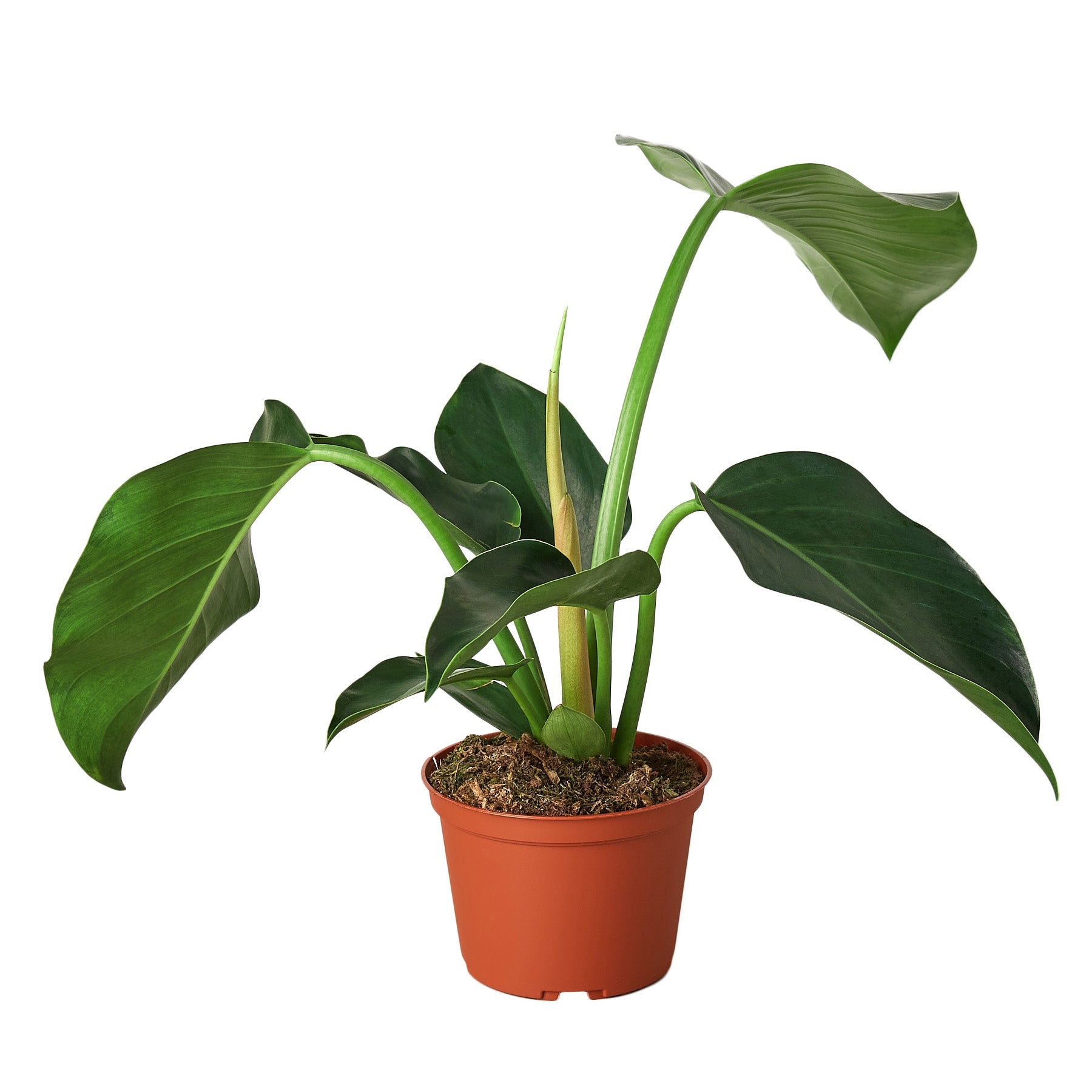 philodendron congo common name Philodendron 'Congo Green' 6" Pot