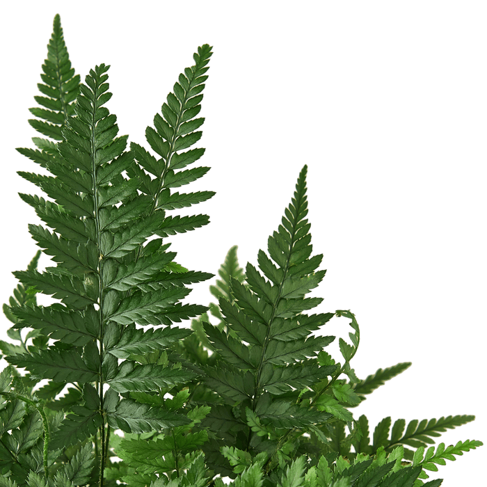 Close-up Korean Rock Fern
