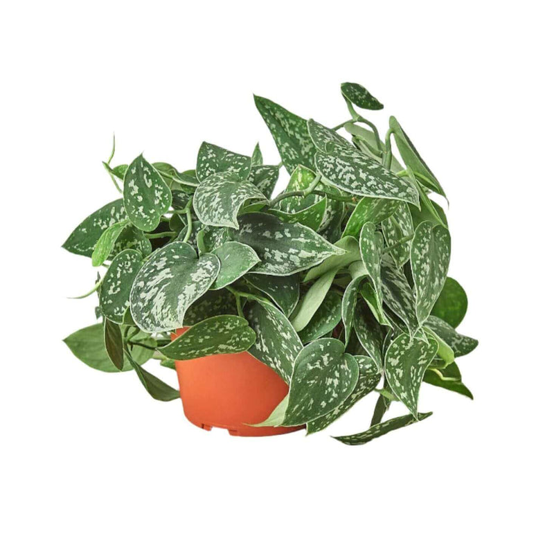 Pothos 'Satin' Plant 6inch pot