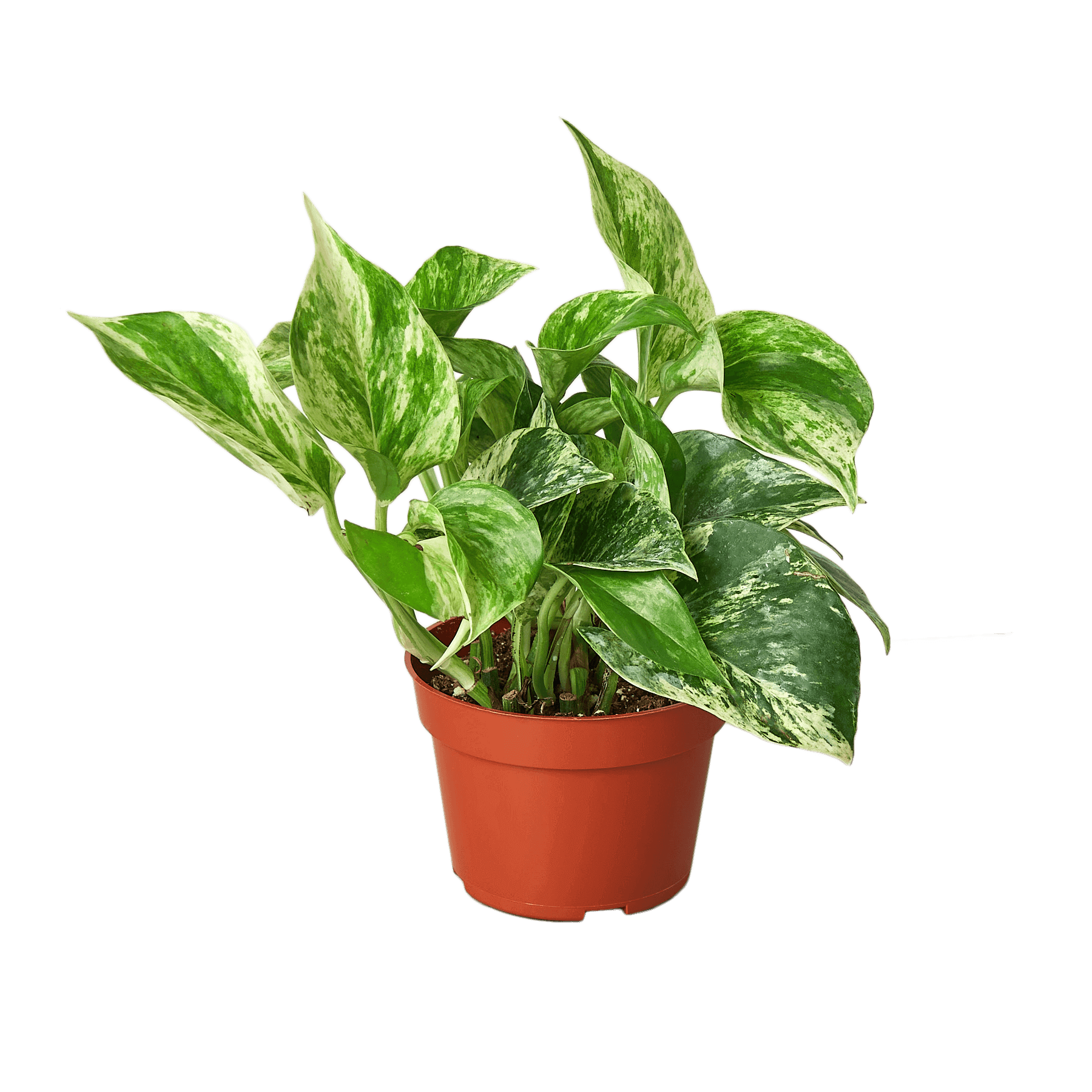 marble queen pothos near me The Snobby Leaf | Pothos 'Marble Queen' - 4 inch Pot