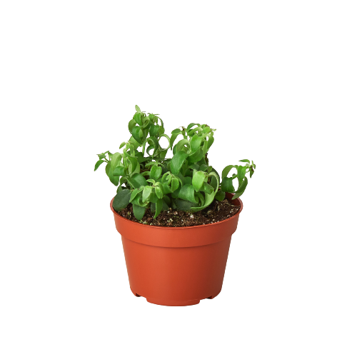 Mystery Succulent Subscription Box