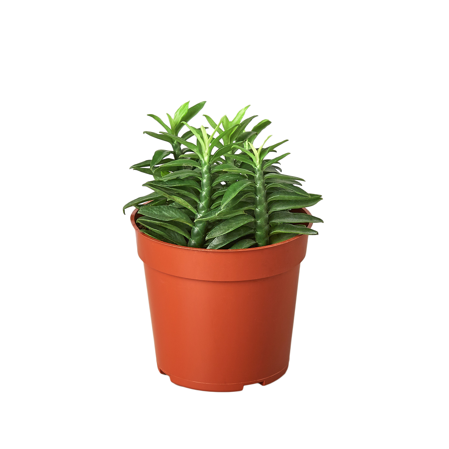 devil's backbone succulent plant Devil's Backbone Euphorbia | Easy Care