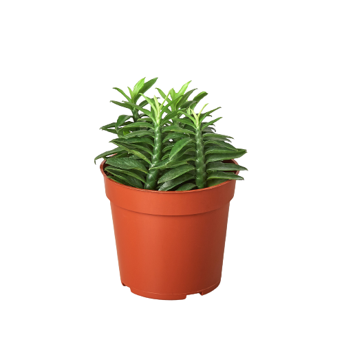 Mystery Succulent Subscription Box