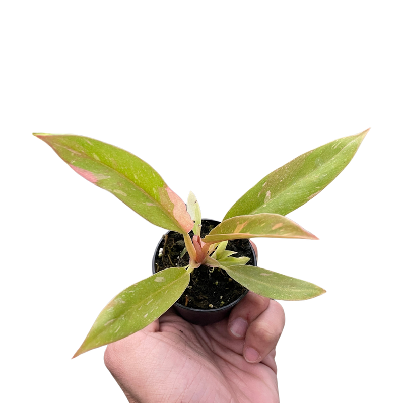 Filodendron Anillo de fuego