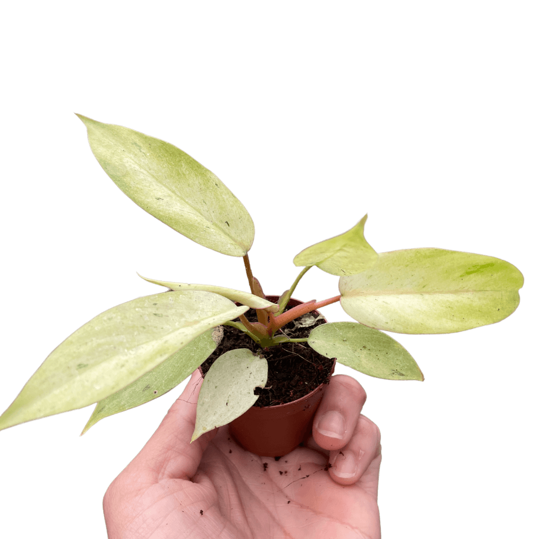 philodendron snowdrift variegata Philodendron 'Snowdrift' - Large Variegated Heart-Shaped Aroid