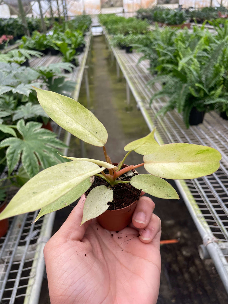 Philodendron 'Snowdrift' Plants at All About Planties
