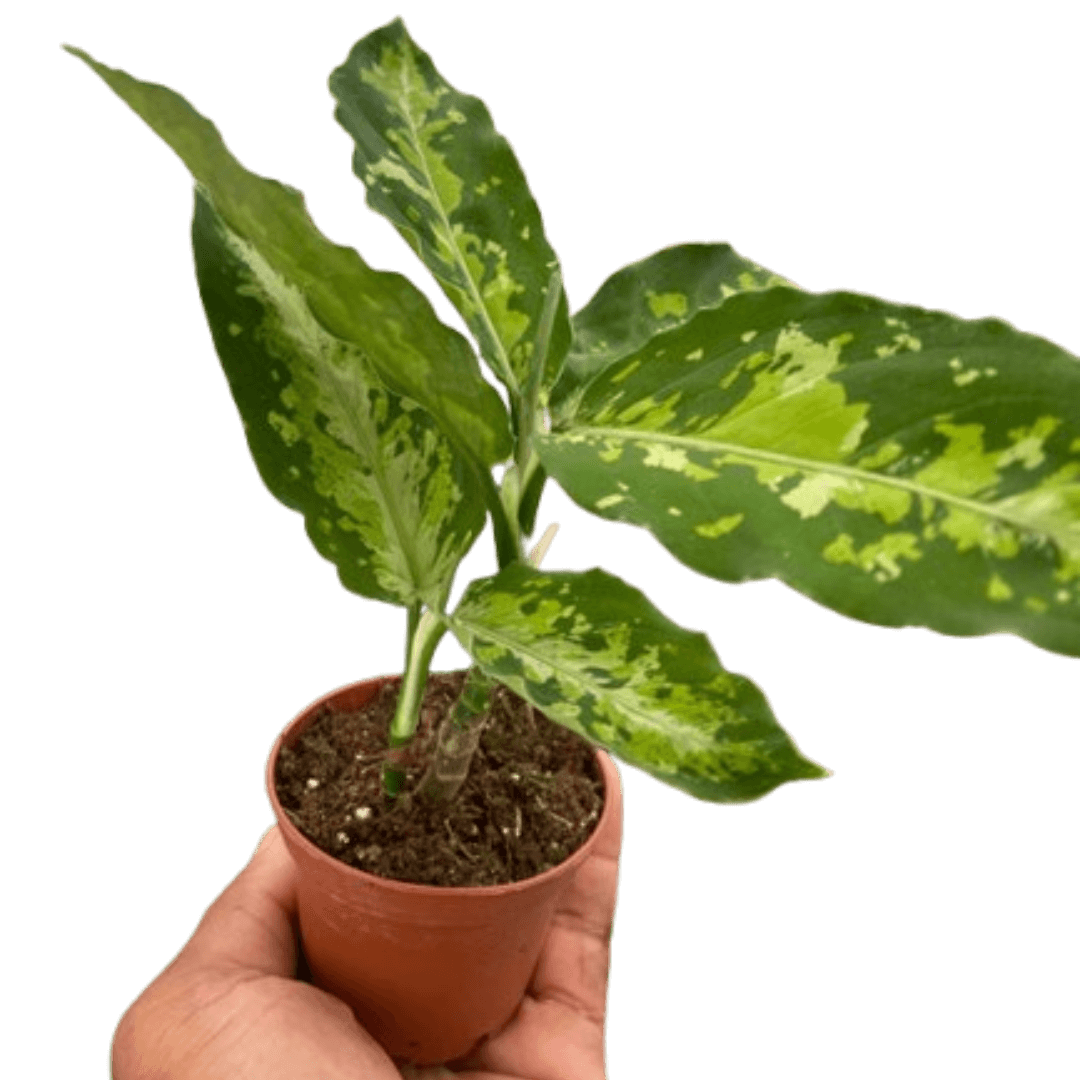 aglaonema pictum tricolor for sale usa Chinese Evergreen 'Pictum Tricolor'