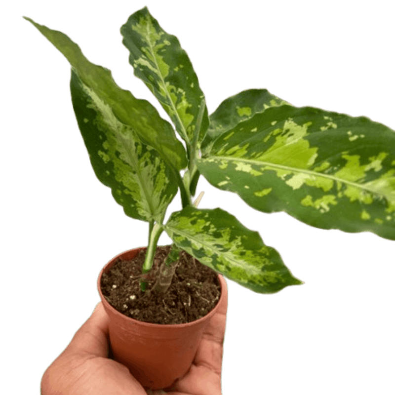 Chinese Evergreen Pictum Tricolor