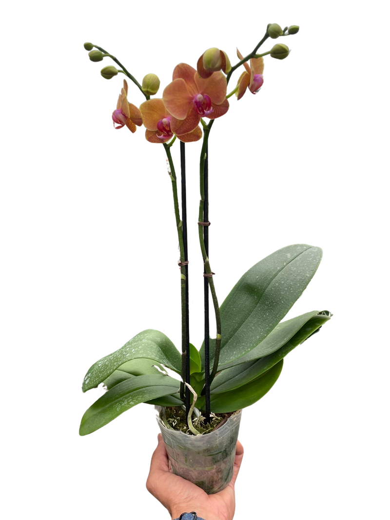 Orquídea 'Phalaenopsis naranja'
