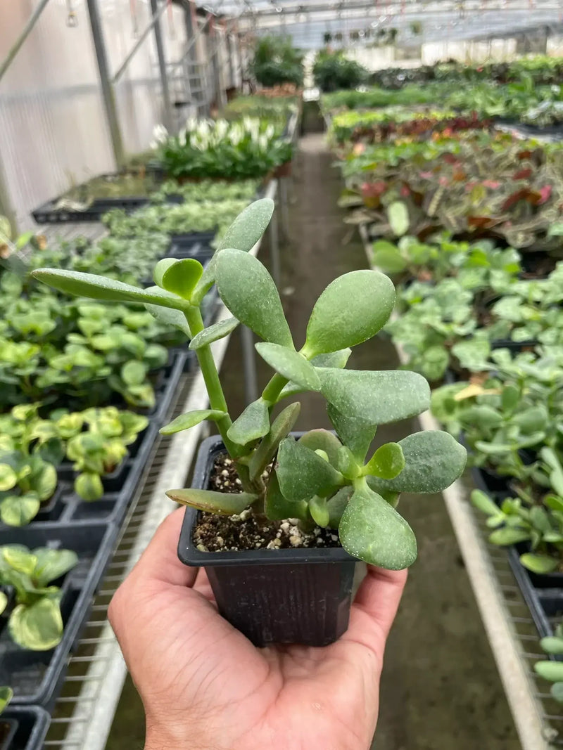 Jade Plant | Crassula Ovata Indoor Plant at All About Planties