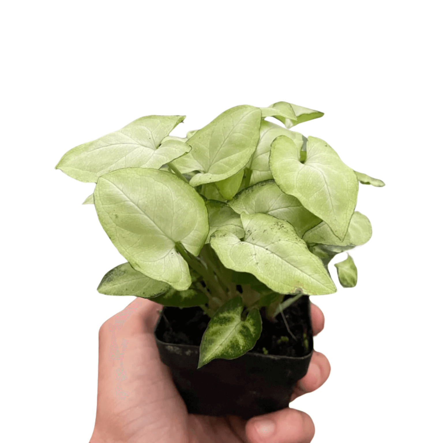 syngonium podophyllum house plants Syngonium 'Moonshine'