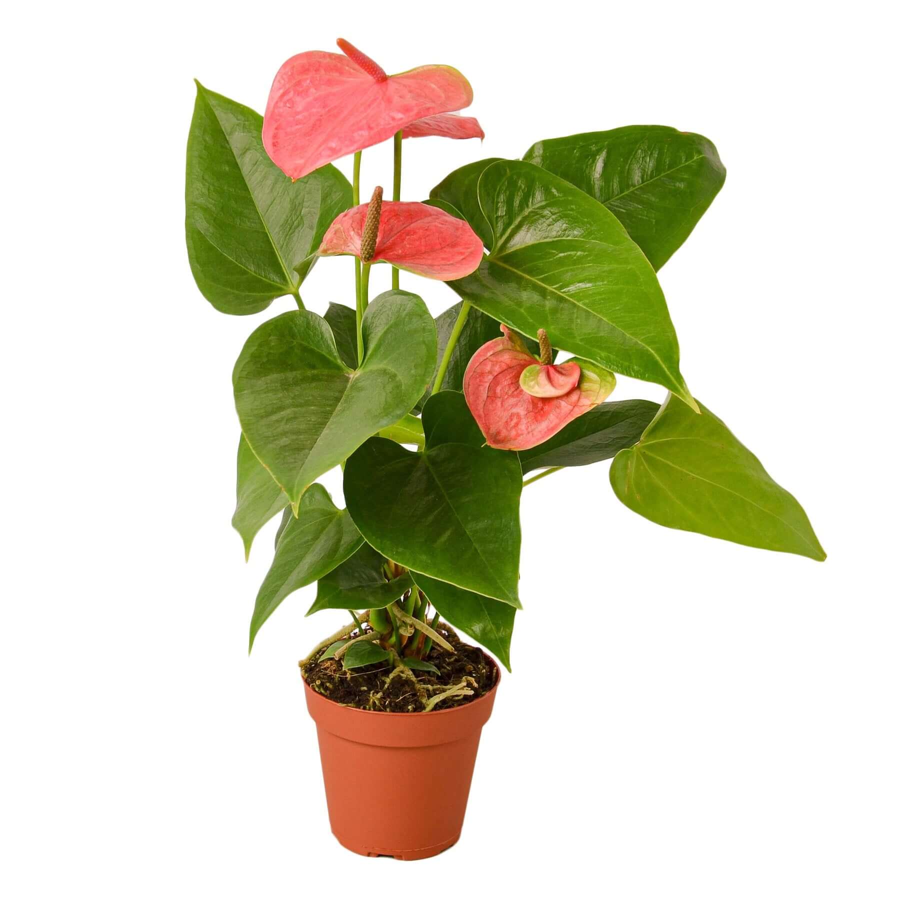 anthurium rosa Anthurium 'Pink' 6" Pot