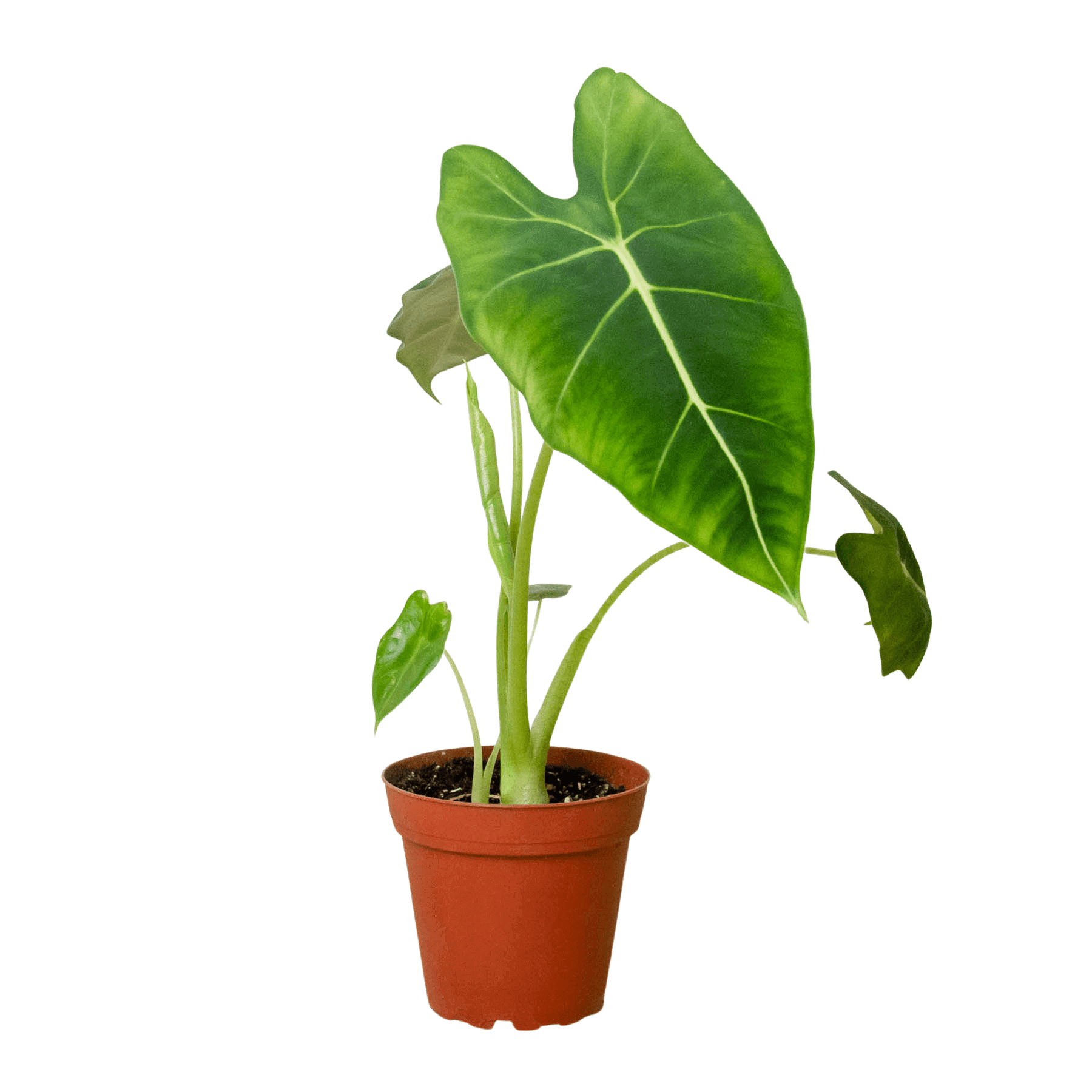 Alocasia Micholitziana 'Frydek' Size 6 Pot