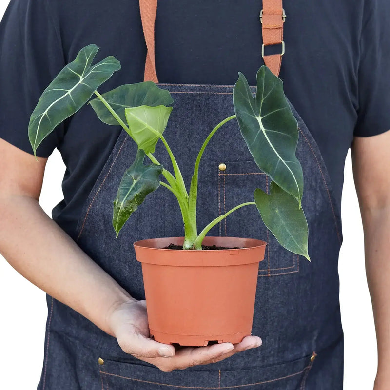 Person holding as Alocasia Frydek plant in a 6inch pot | Houseplant | All About Planties