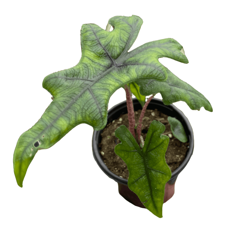 Alocasia Jacklyn plant with bold, deeply lobed green leaves in a black pot.