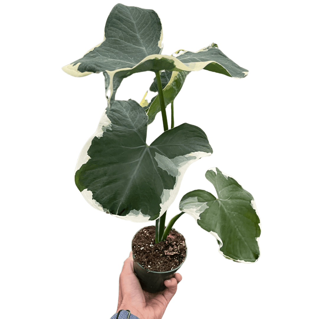 mickey mouse elephant ear plant 6p! Alocasia Mickey Mouse Variegated /Tropical