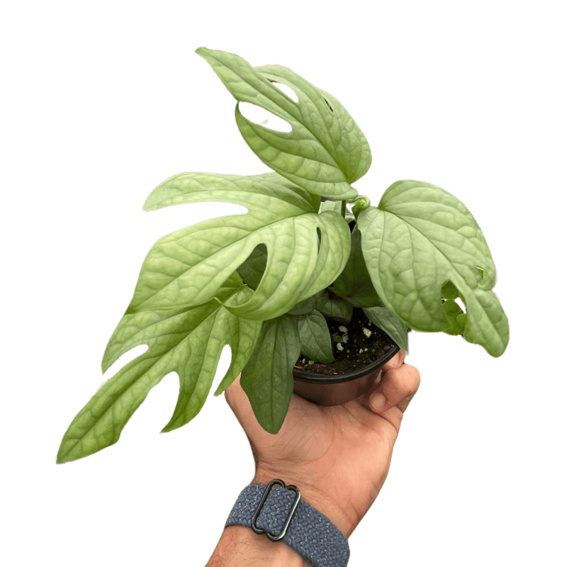 Amydrium 'Silver' | Exotic & Rare Climbing Aroid – All About Planties