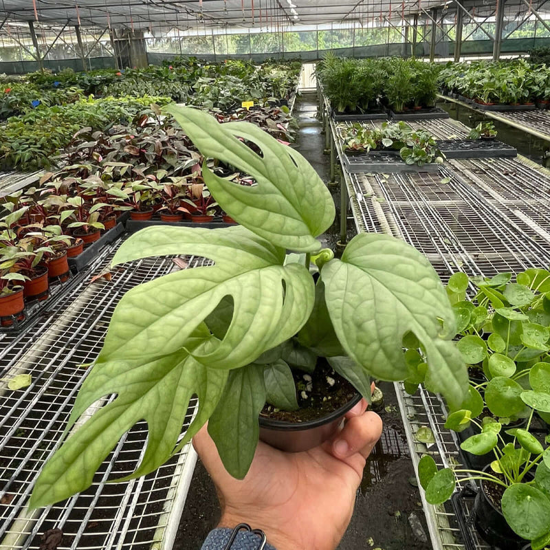 Amydrium 'Silver' in a nursery plant | Exotic & Rare Climbing Aroid – All About Planties