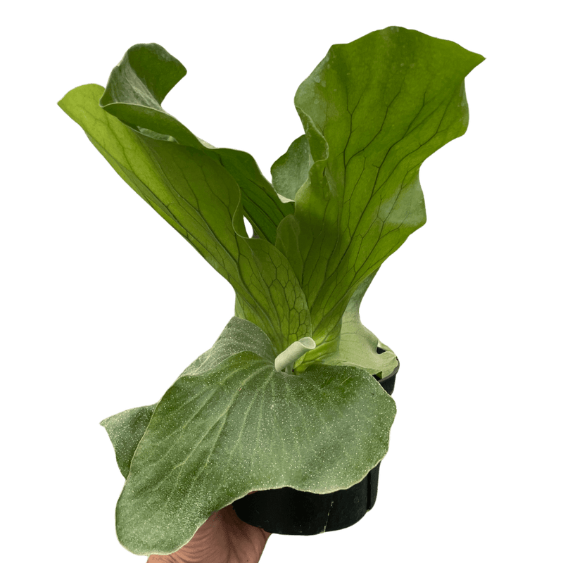 Elephant Fern | Exotic & Easy-Care Houseplant – All About Planties
