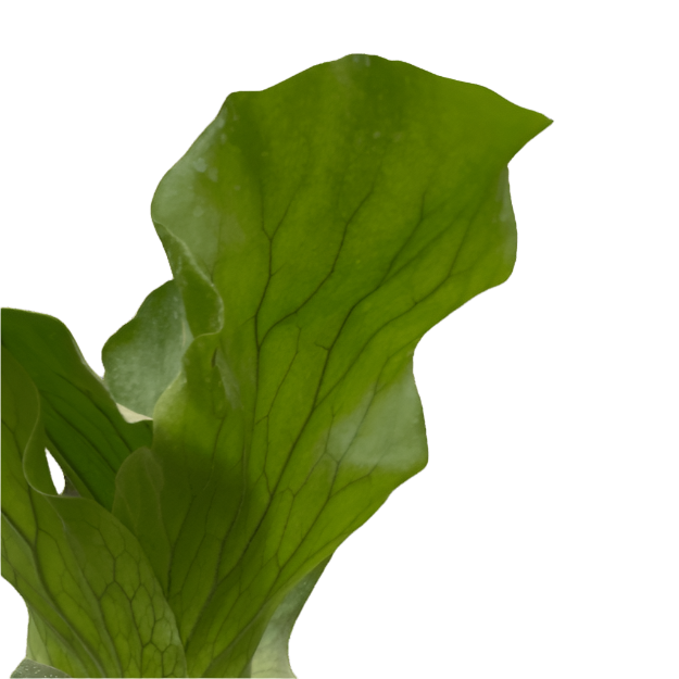 Close Up of Elephant Fern | Exotic & Easy-Care Houseplant – All About Planties