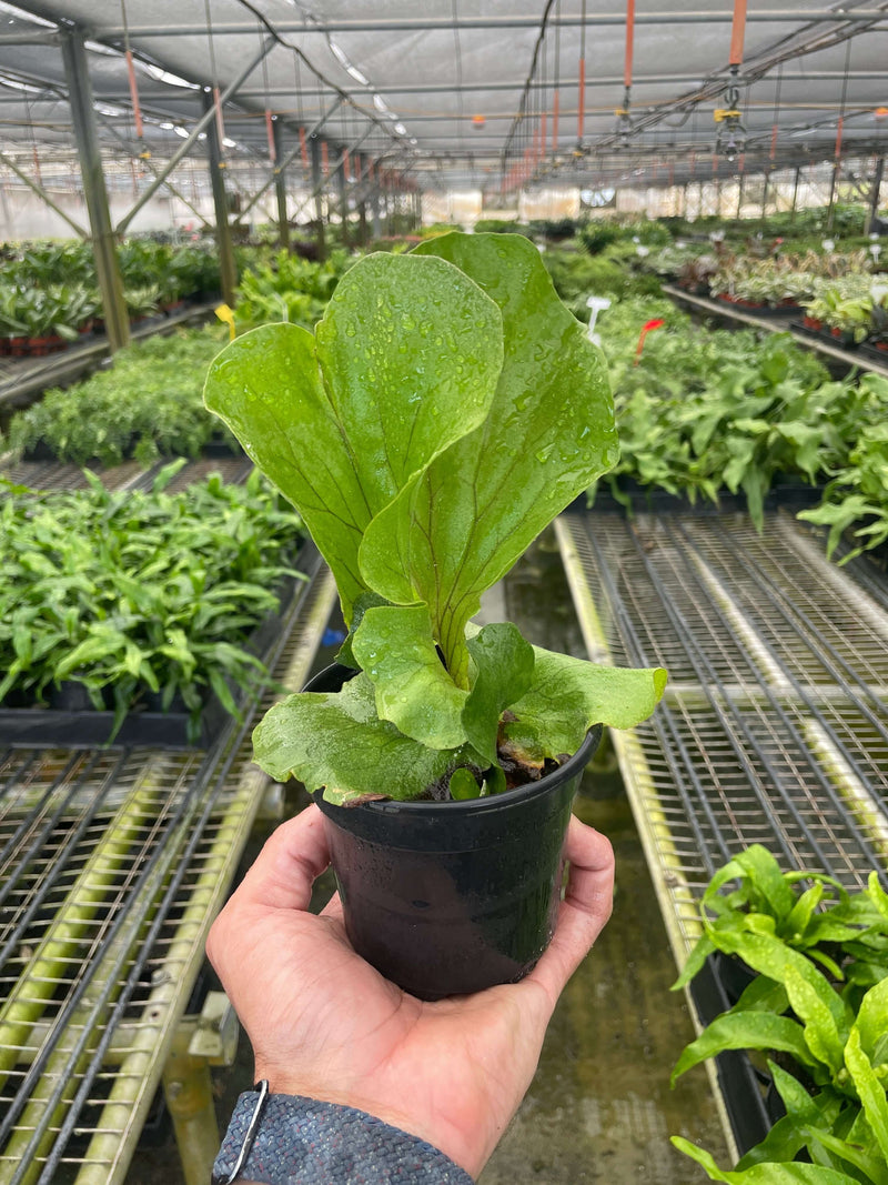 Elephant Fern in a nursery | Exotic & Easy-Care Houseplant – All About Planties