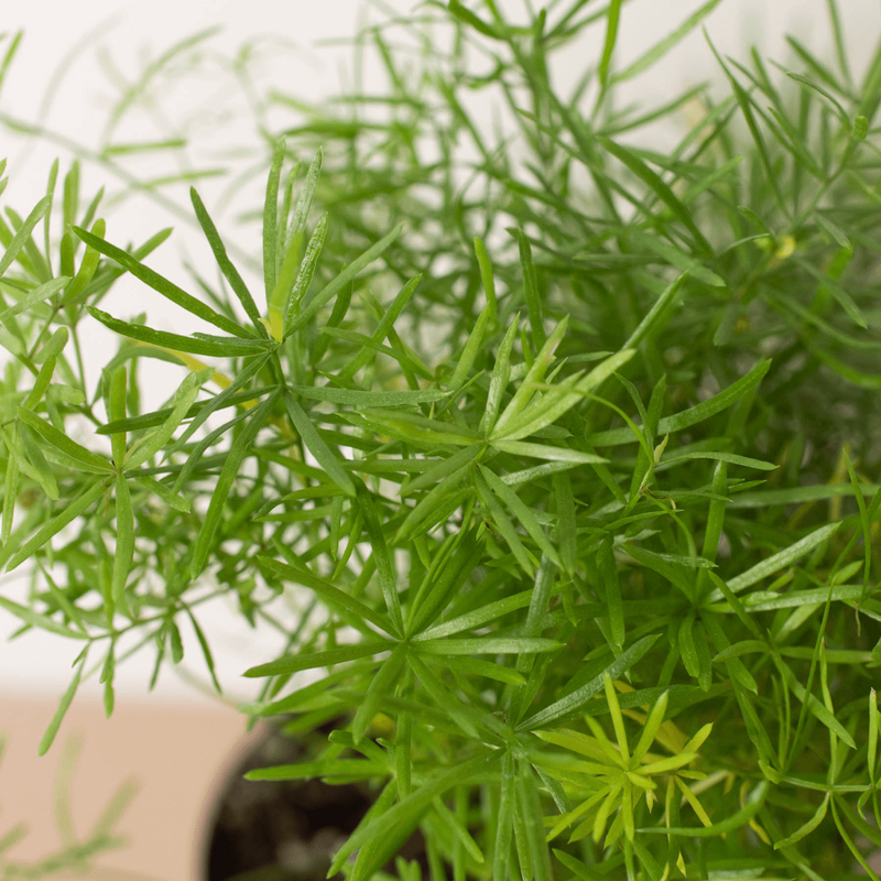 Close up of Sprengeri Fern | Lush & Fast-Growing Houseplant – All About Planties