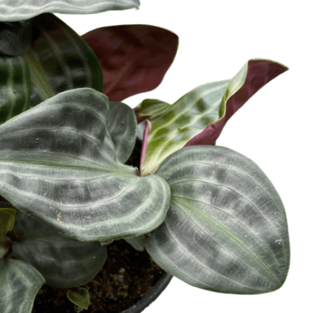 Geogenanthus 'Seersucker' Leaves | Unique & Exotic Houseplant – All About Planties