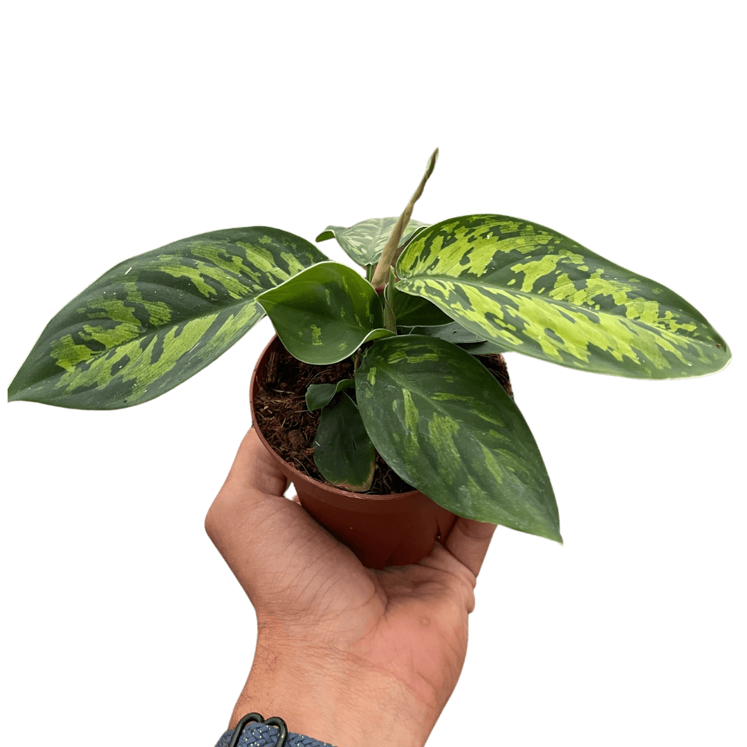 philodendron camouflage Homalomena Camouflage | 4" Pot