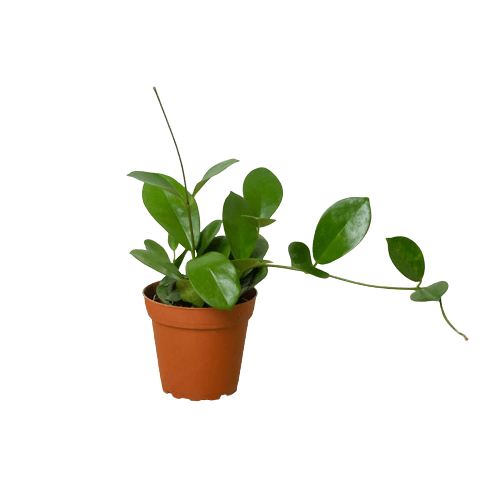 Hoya 'Australis' - Pet Safe Trailing Plant with Fragrant Flowers