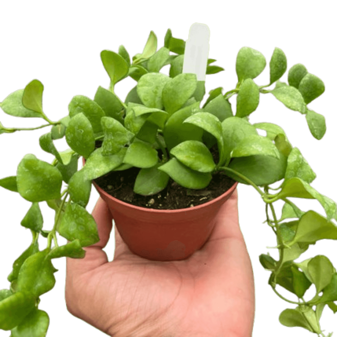 is a hoya plant a succulent Hoya Heuschkeliana