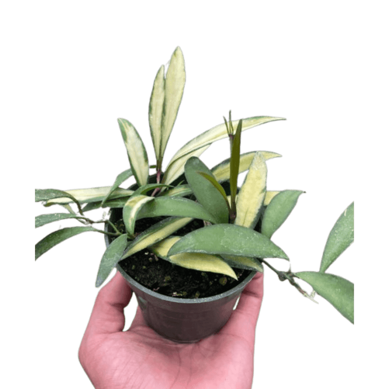 Hoya Wayetii | Rare Plant | All About Planties