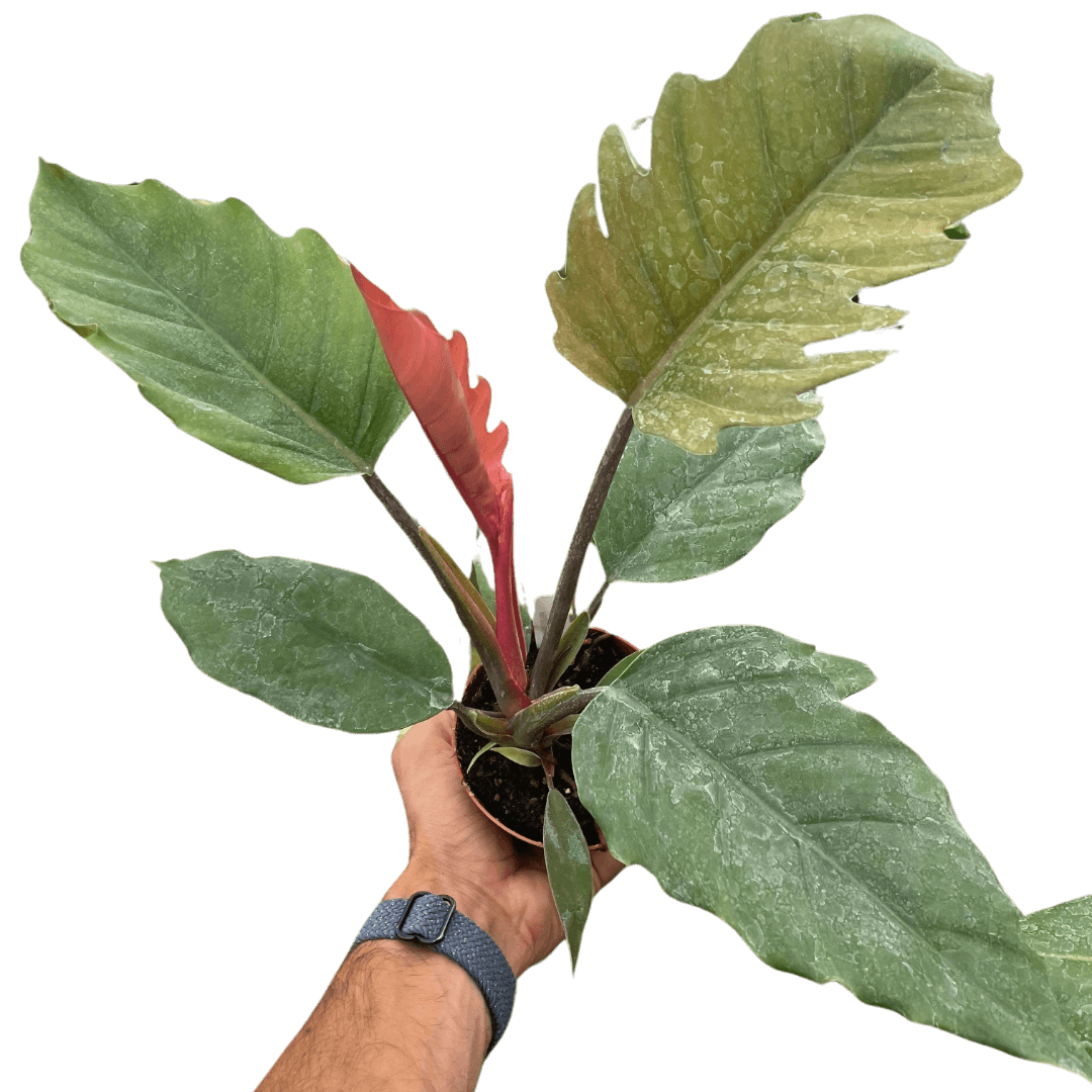 philodendron choco empress mature Philodendron Choco Empress