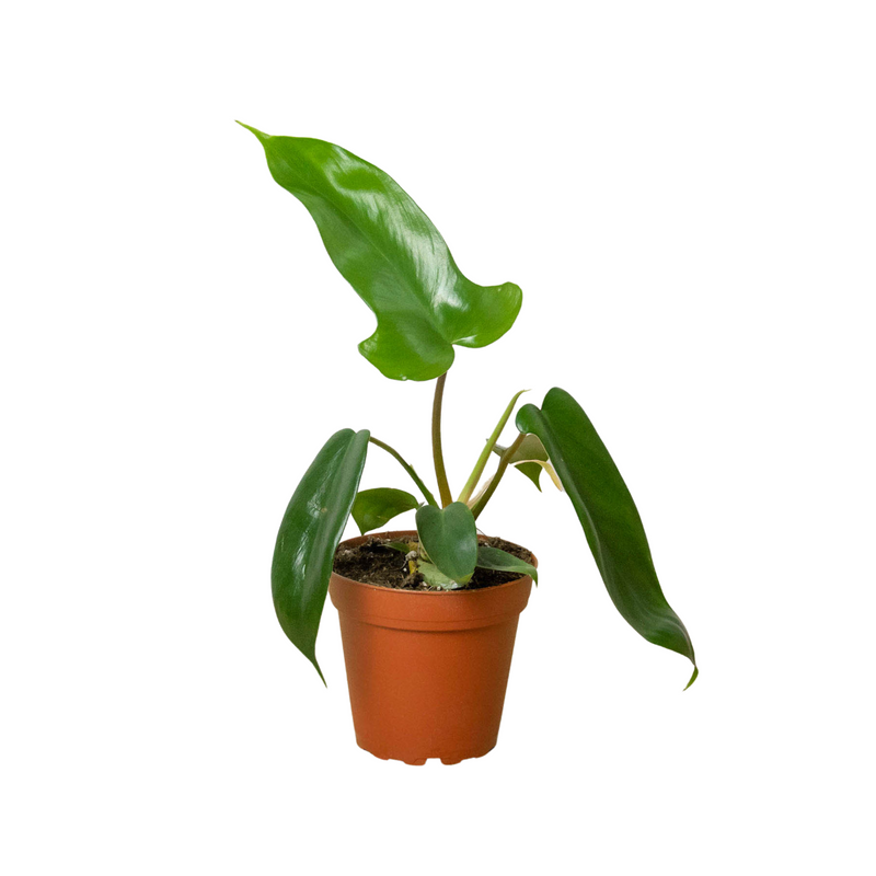 Philodendron 'Florida Green' | Bold & Fast-Growing Aroid – All About Planties