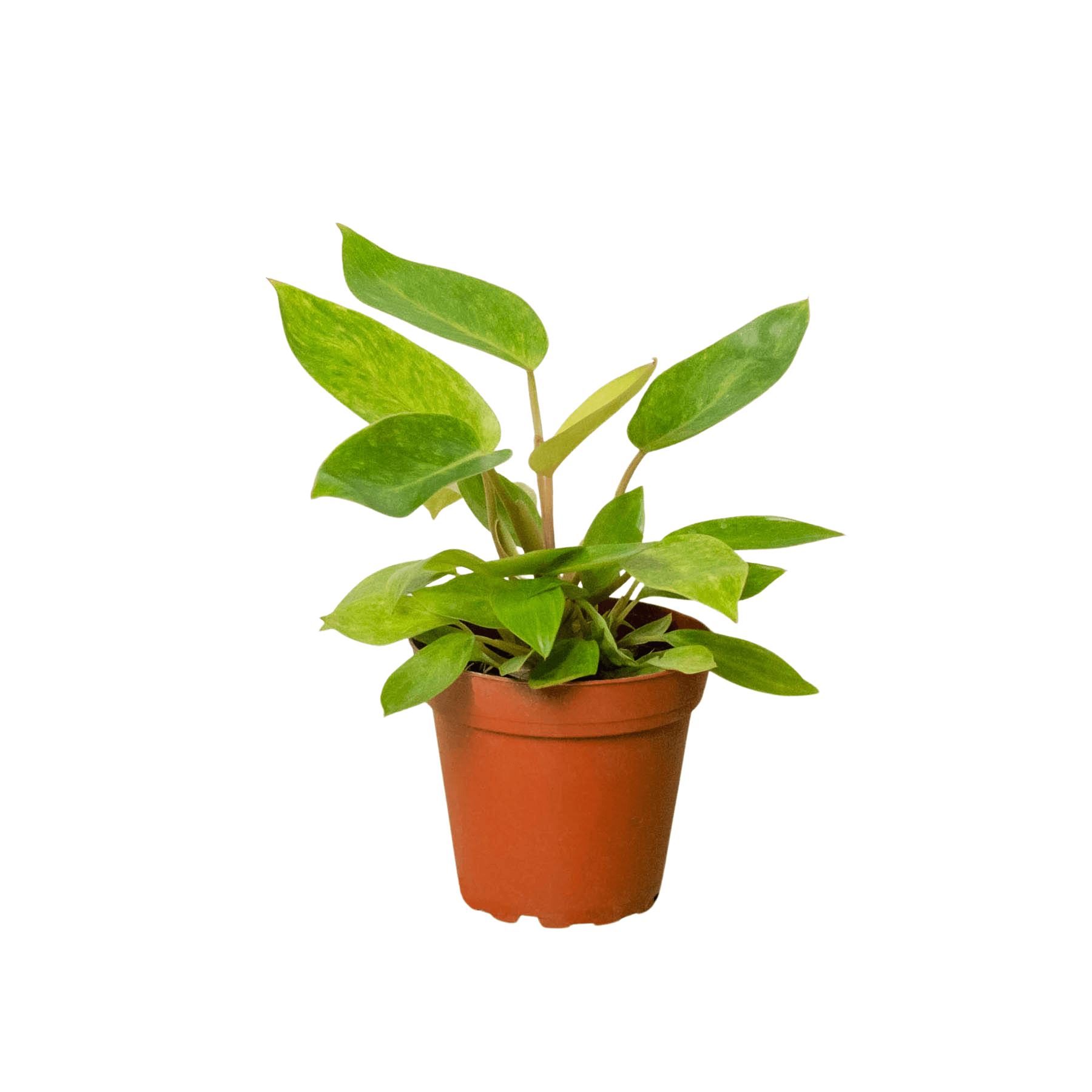 philodendron painted lady australia The Snobby Leaf | Philodendron 'Painted Lady' - 4 inch Pot