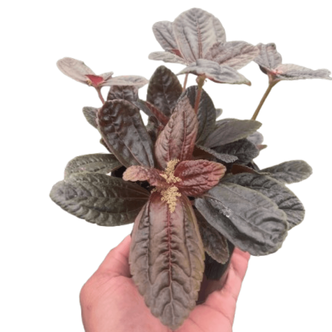 indoor chocolate plant Pilea 'Chocolate'