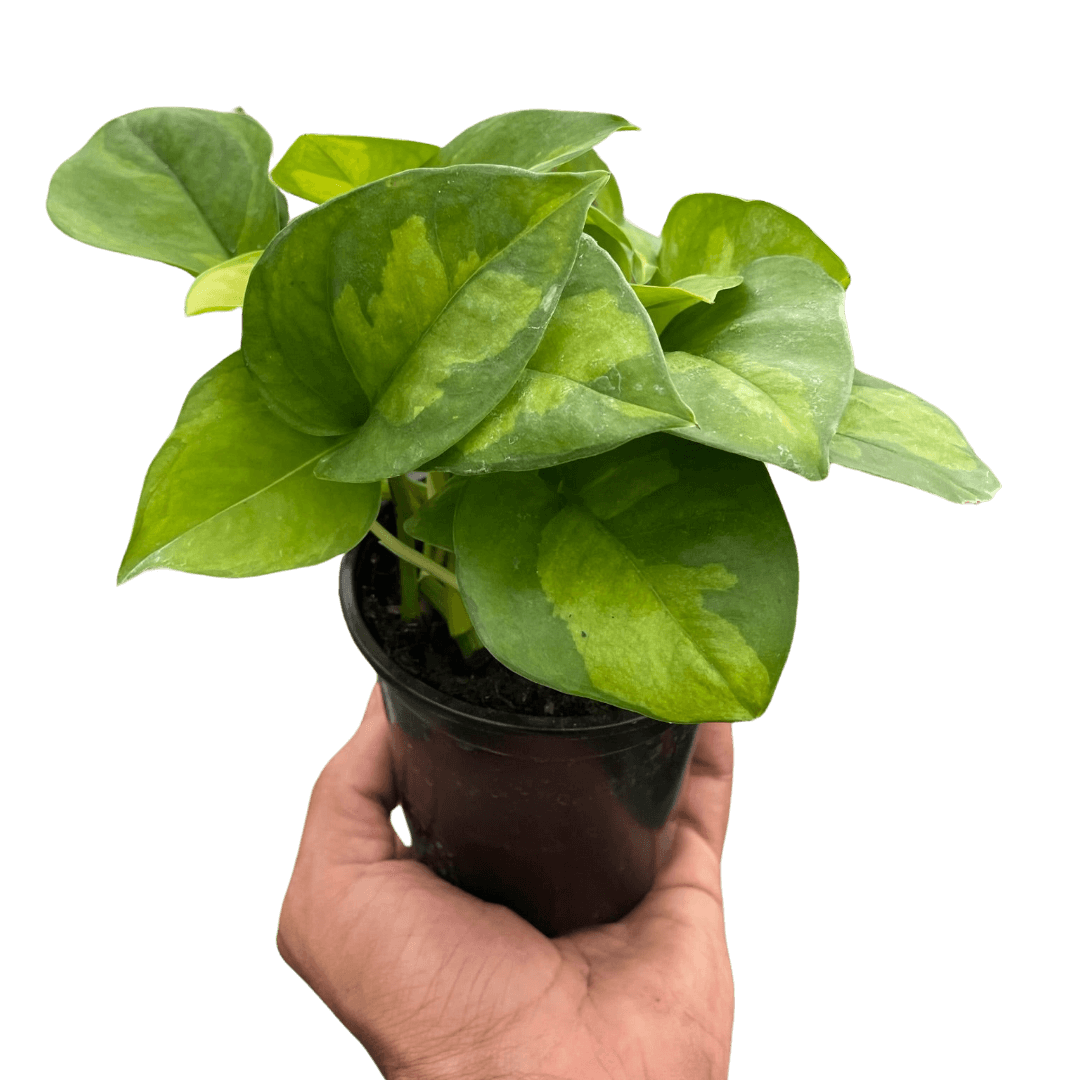 global green pothos light requirements Pothos Global Green