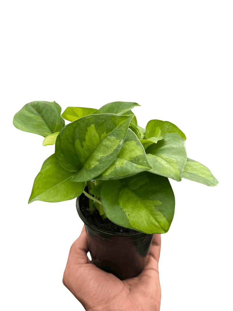 Pothos 'Global Green' Plants at All About Planties