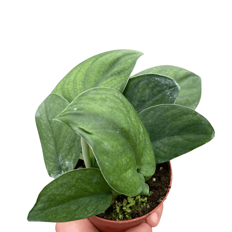 Pothos Jade Satin plant in a pot with velvety green leaves for home decor and indoor gardening.