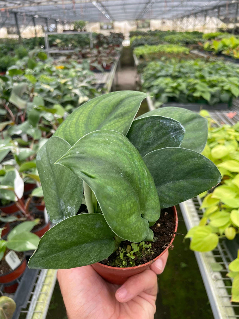 Pothos Jade Satin plant with velvety green leaves in a nursery setting, showcasing its unique texture and climbing habit.