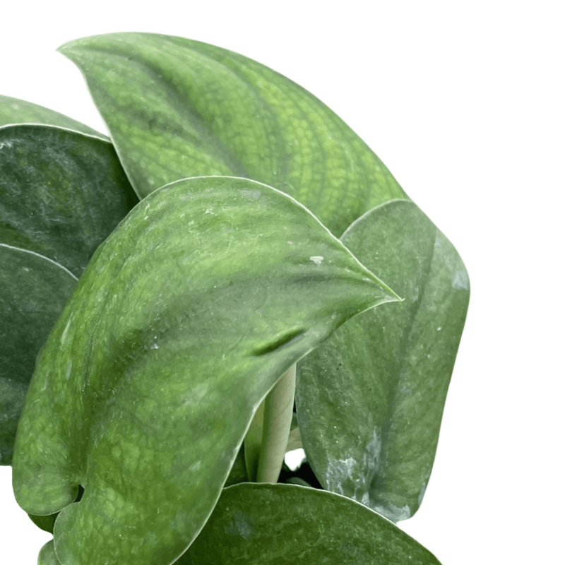 Close-up of Pothos Jade Satin leaves showcasing their velvety texture and dark green color.