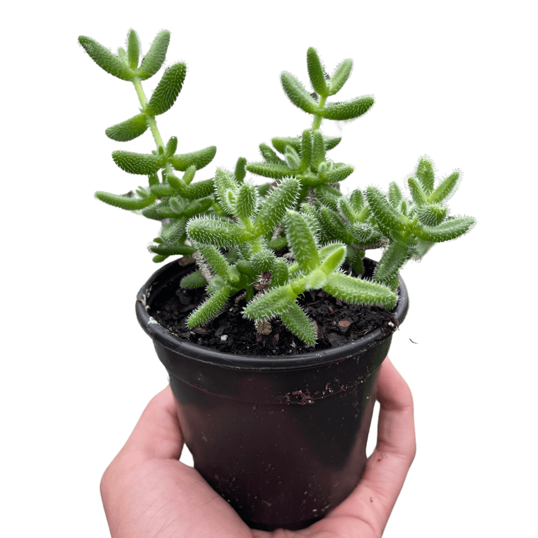 pickle plant hanging Delosperma echinatum - Pickle Plant