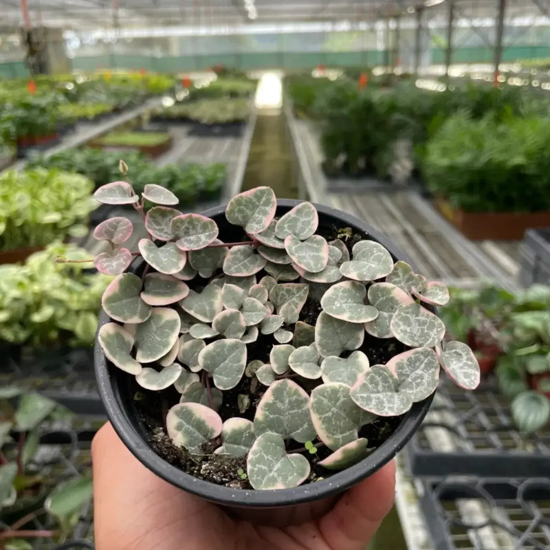 Variegated String of Hearts trailing plant in a nursery pot