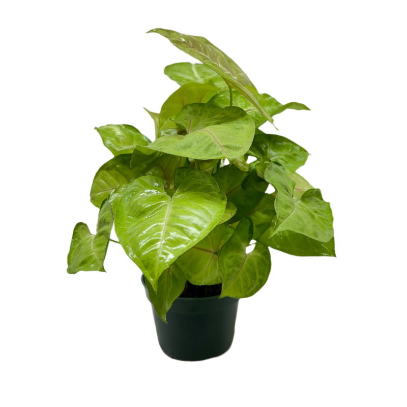Syngonium 'Cream Allusion' | Elegant and Easy-Care Arrowhead Plant